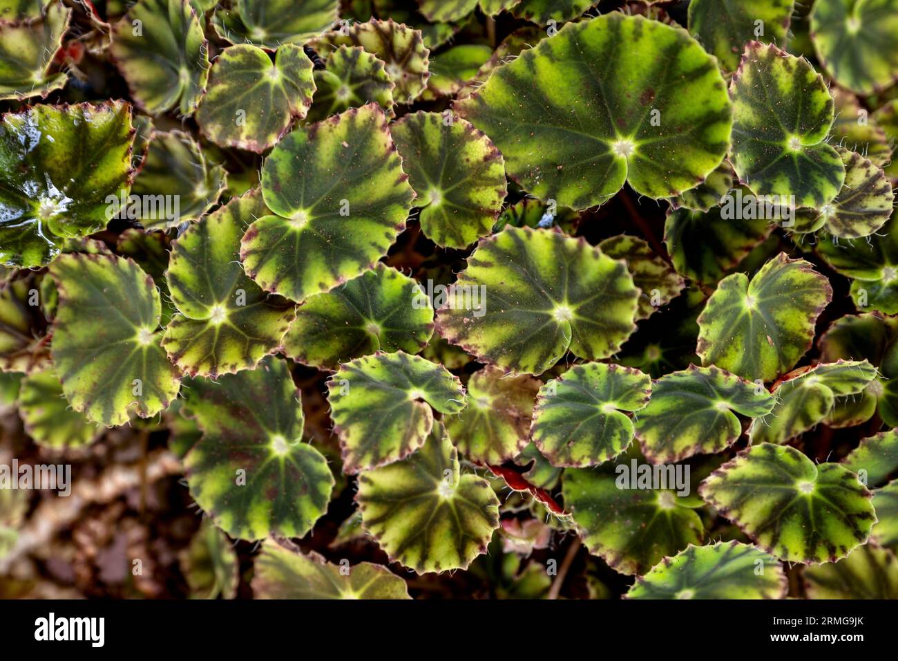 Biodiversité des jardins botaniques de la Réunion Océan Indien Banque D'Images