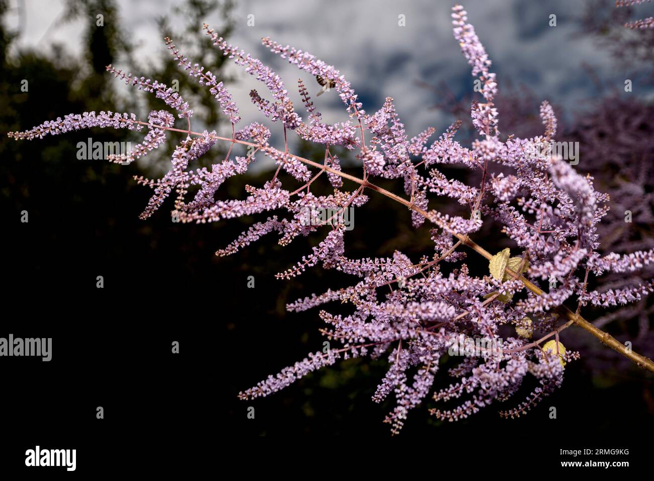 Biodiversité des jardins botaniques de la Réunion Océan Indien Banque D'Images
