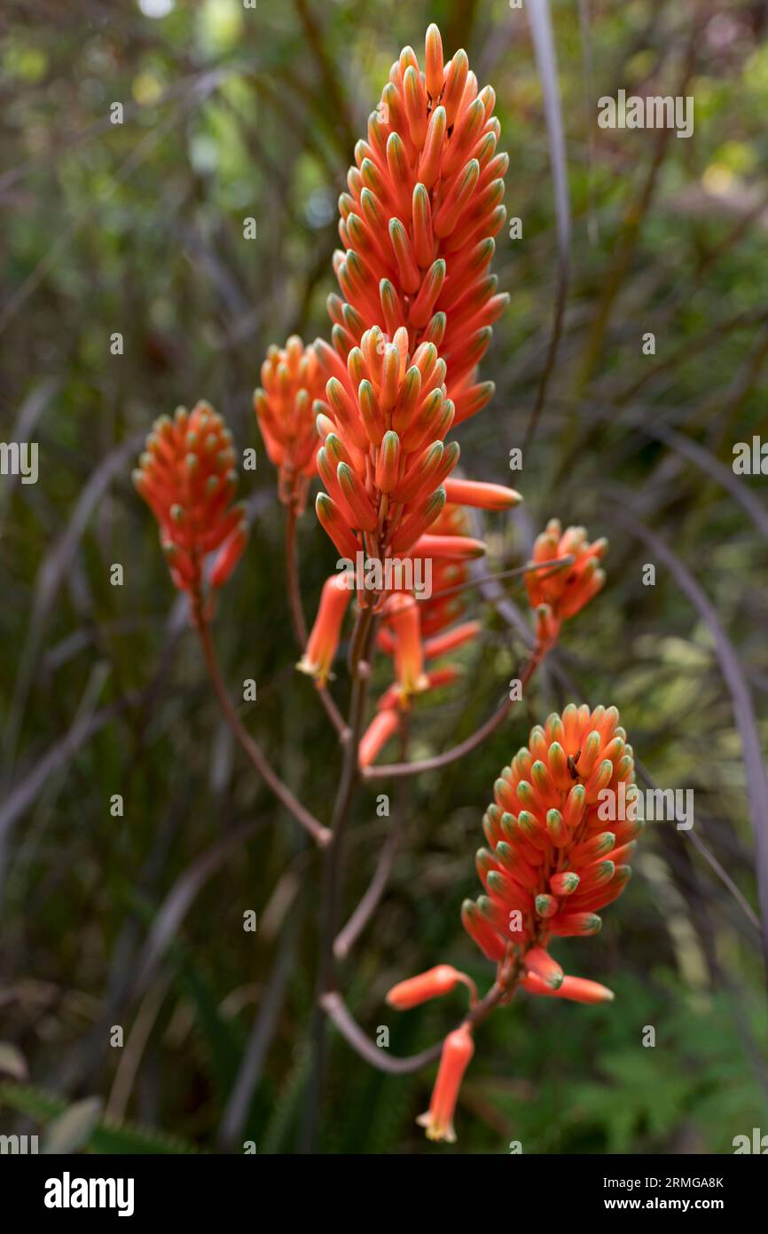 Biodiversité des jardins botaniques de la Réunion Océan Indien Banque D'Images