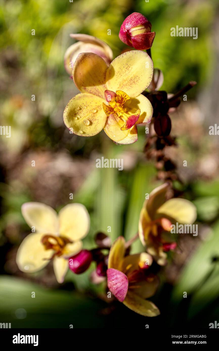 Biodiversité des jardins botaniques de la Réunion Océan Indien Banque D'Images
