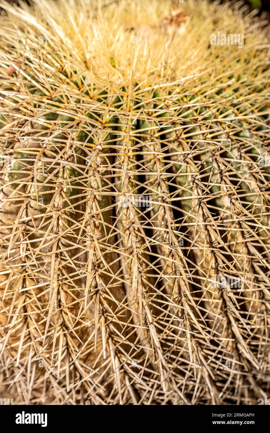 Biodiversité des jardins botaniques de la Réunion Océan Indien Banque D'Images
