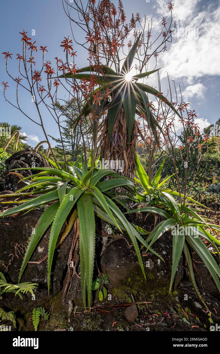 Biodiversité des jardins botaniques de la Réunion Océan Indien Banque D'Images