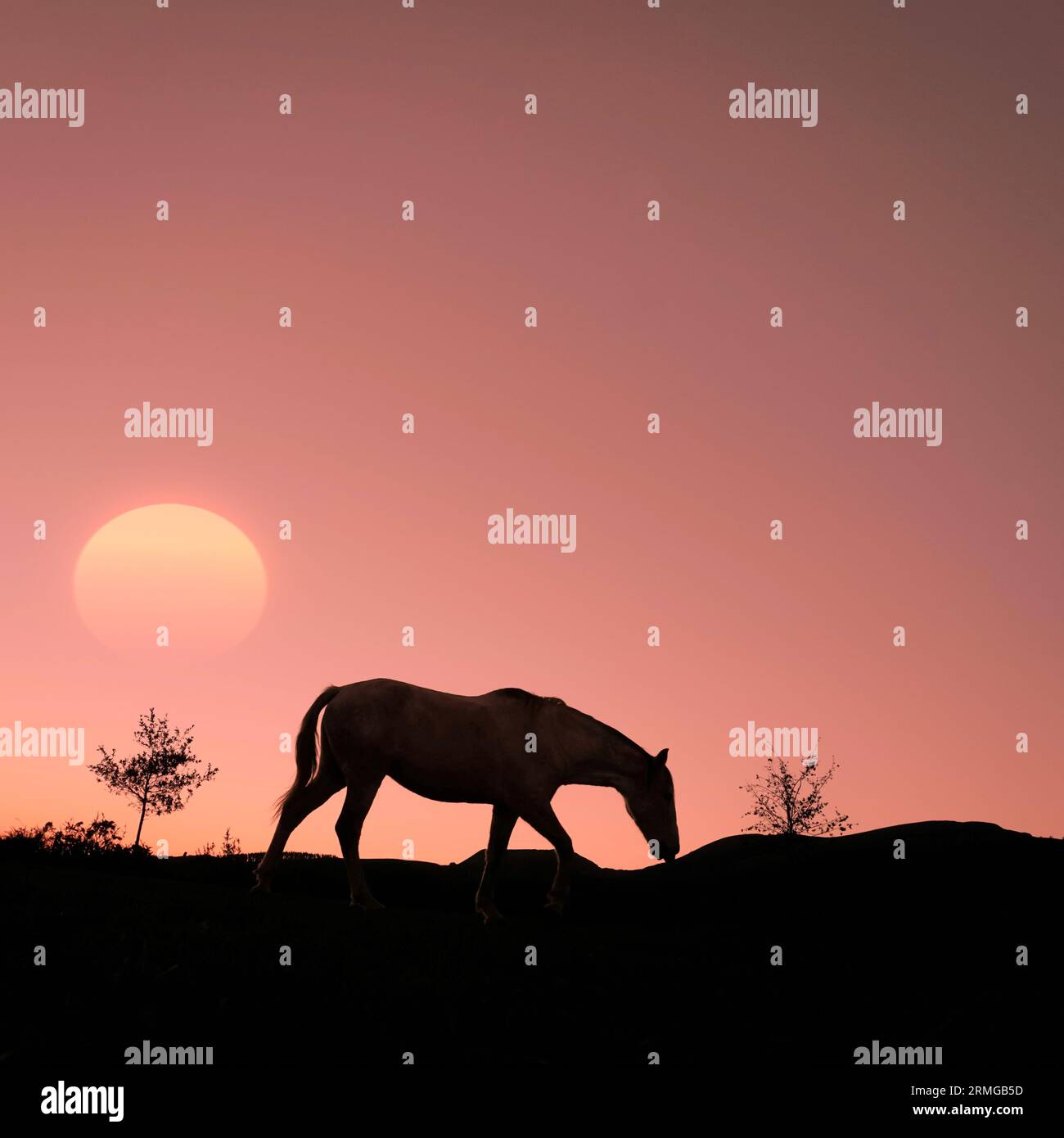 silhouette de cheval à la campagne et magnifique coucher de soleil Banque D'Images