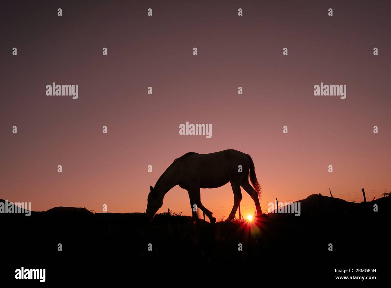 silhouette de cheval à la campagne et magnifique coucher de soleil Banque D'Images