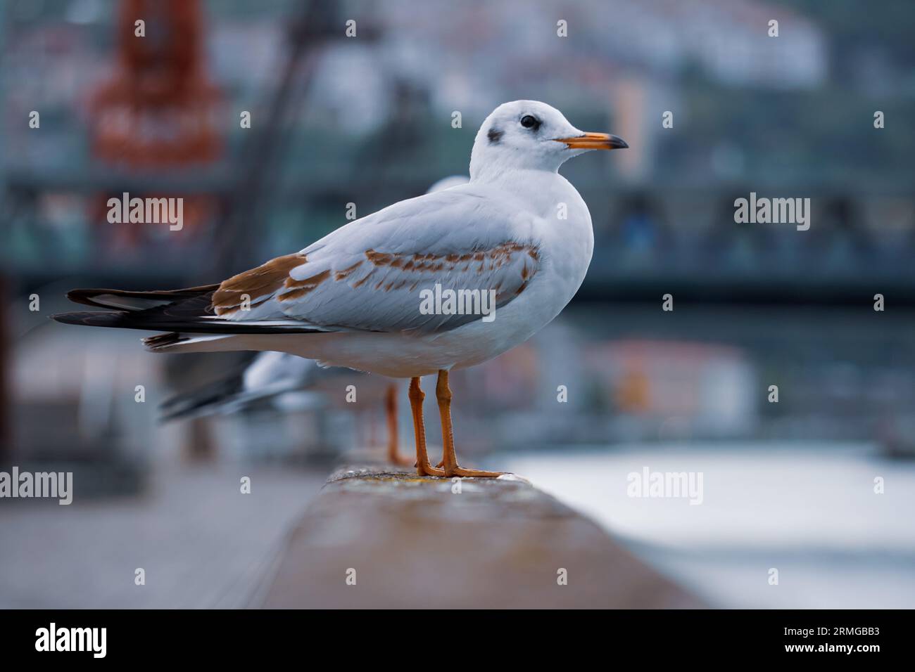 mouettes sur la rampe dans le port Banque D'Images