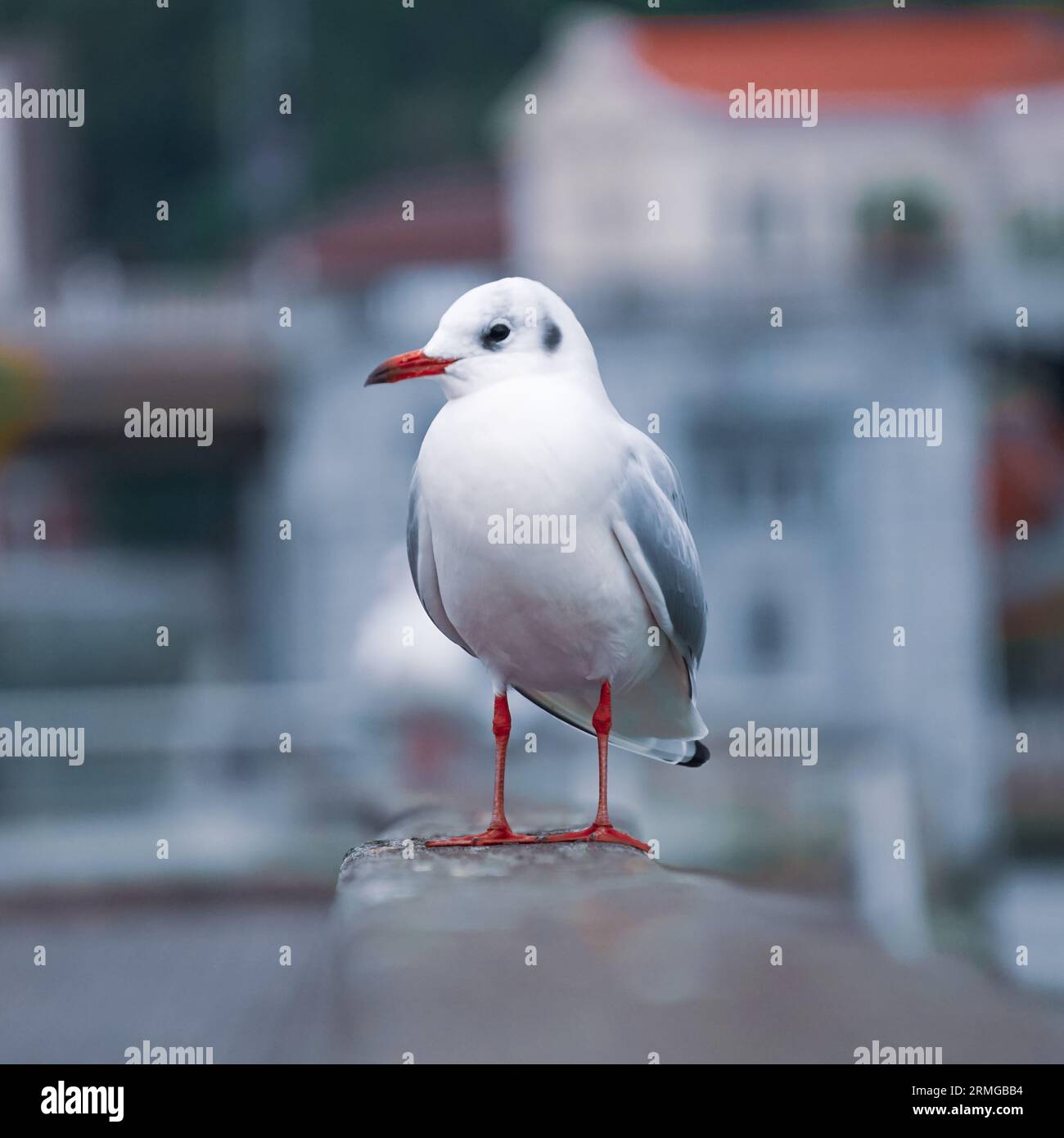 mouettes sur la rampe dans le port Banque D'Images