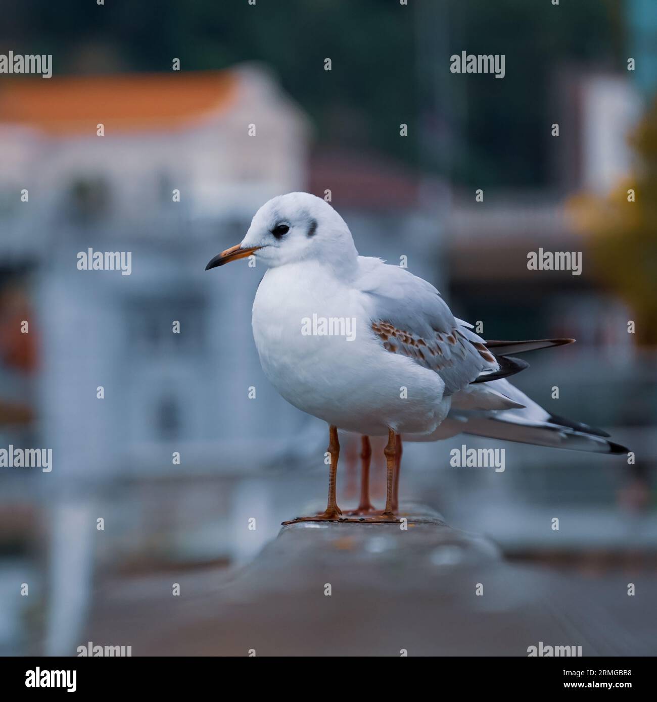 mouettes sur la rampe dans le port Banque D'Images