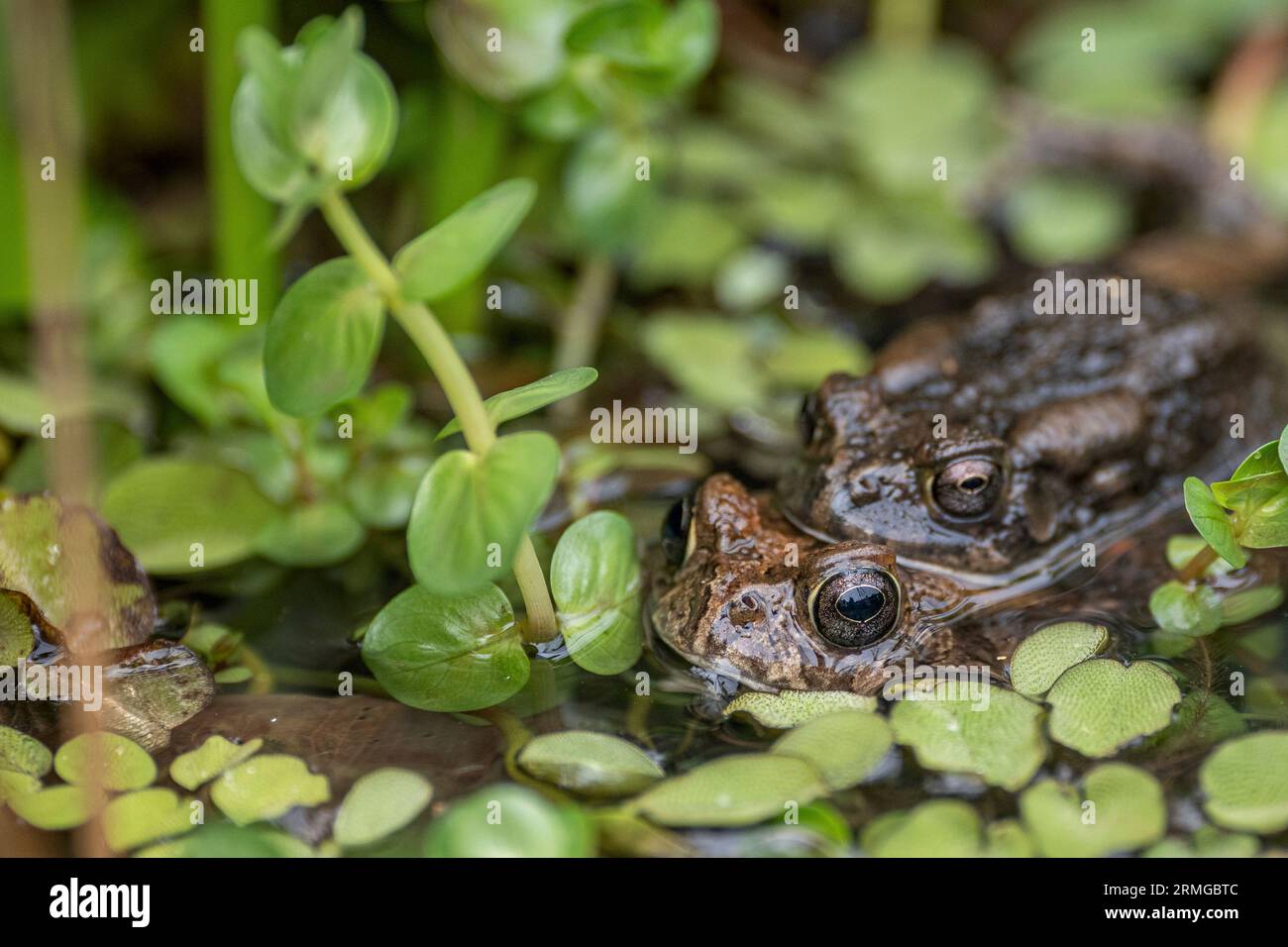 Biodiversité des jardins botaniques de la Réunion Océan Indien Banque D'Images