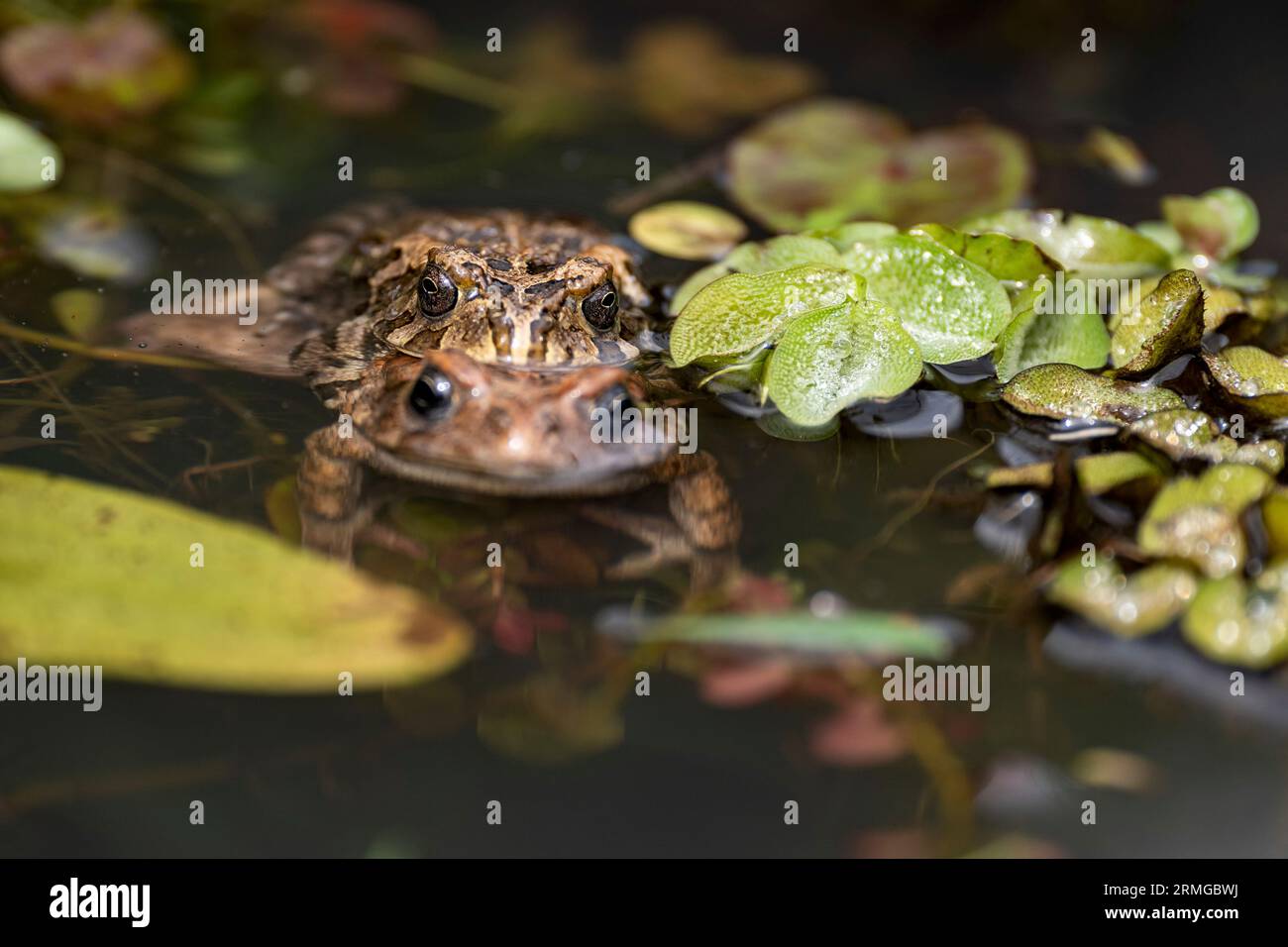 Biodiversité des jardins botaniques de la Réunion Océan Indien Banque D'Images