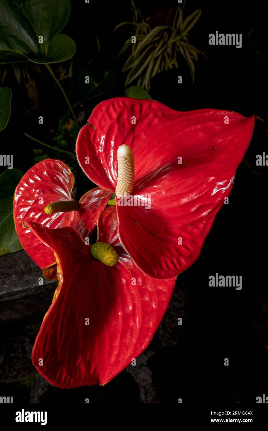 Biodiversité des jardins botaniques de la Réunion Océan Indien Banque D'Images