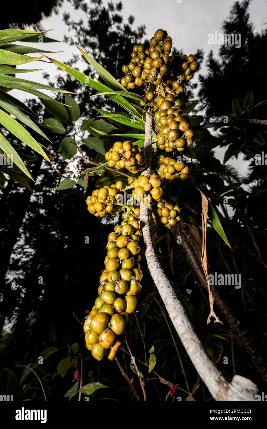Biodiversité des jardins botaniques de la Réunion Océan Indien Banque D'Images