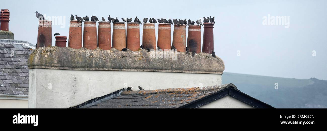 Oiseaux sur la cheminée Victoria Banque D'Images