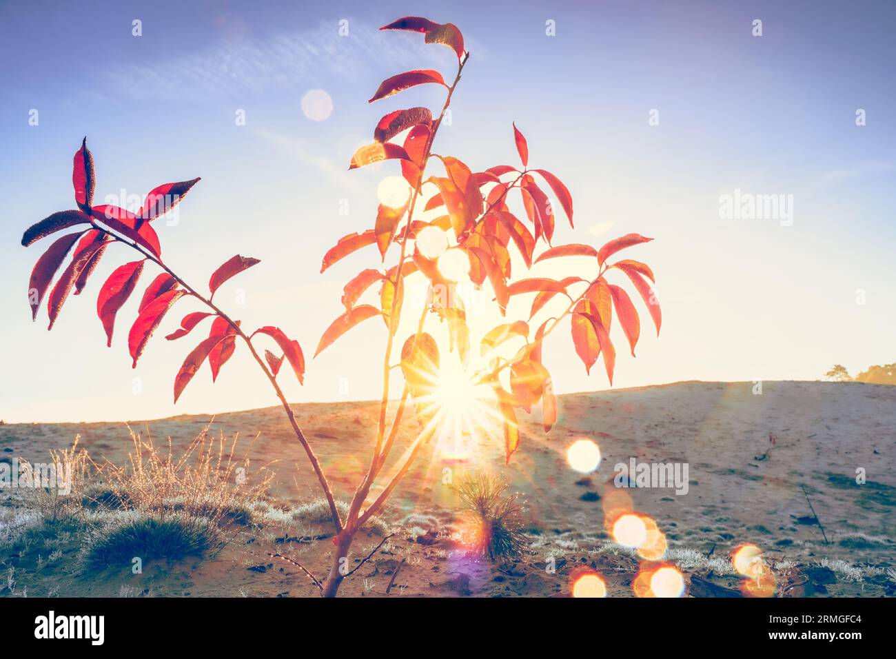 Branche d'arbre avec feuilles d'automne jaune-rouge sur fond de ciel de coucher de soleil. Arrière-plan avec feuilles d'automne. Banque D'Images