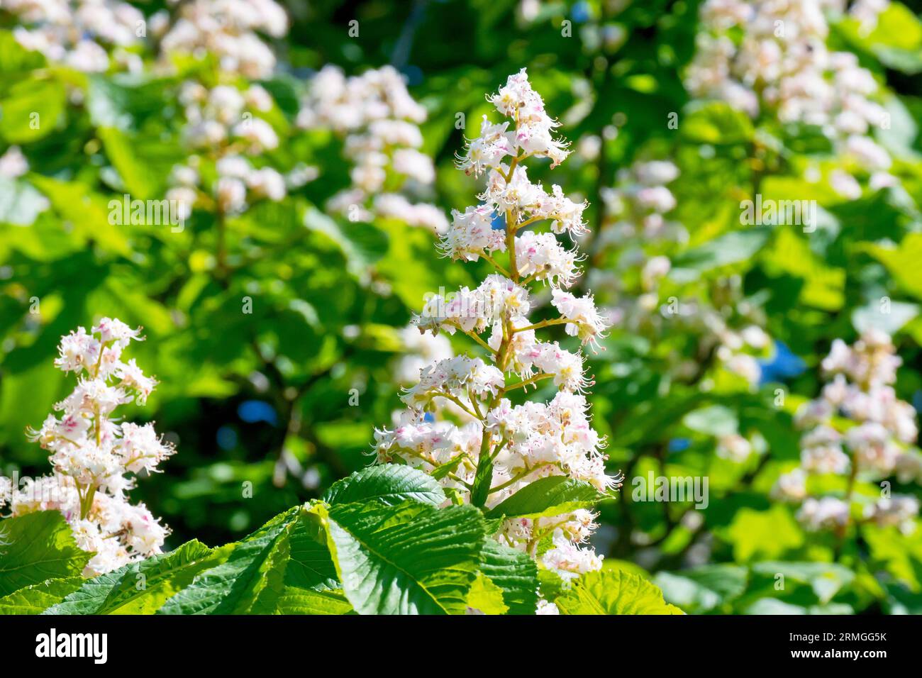 Cheval Chestnut ou Conker Tree (aesculus hippocastanum), gros plan d'une seule pointe des fleurs blanches produites par l'arbre au printemps. Banque D'Images