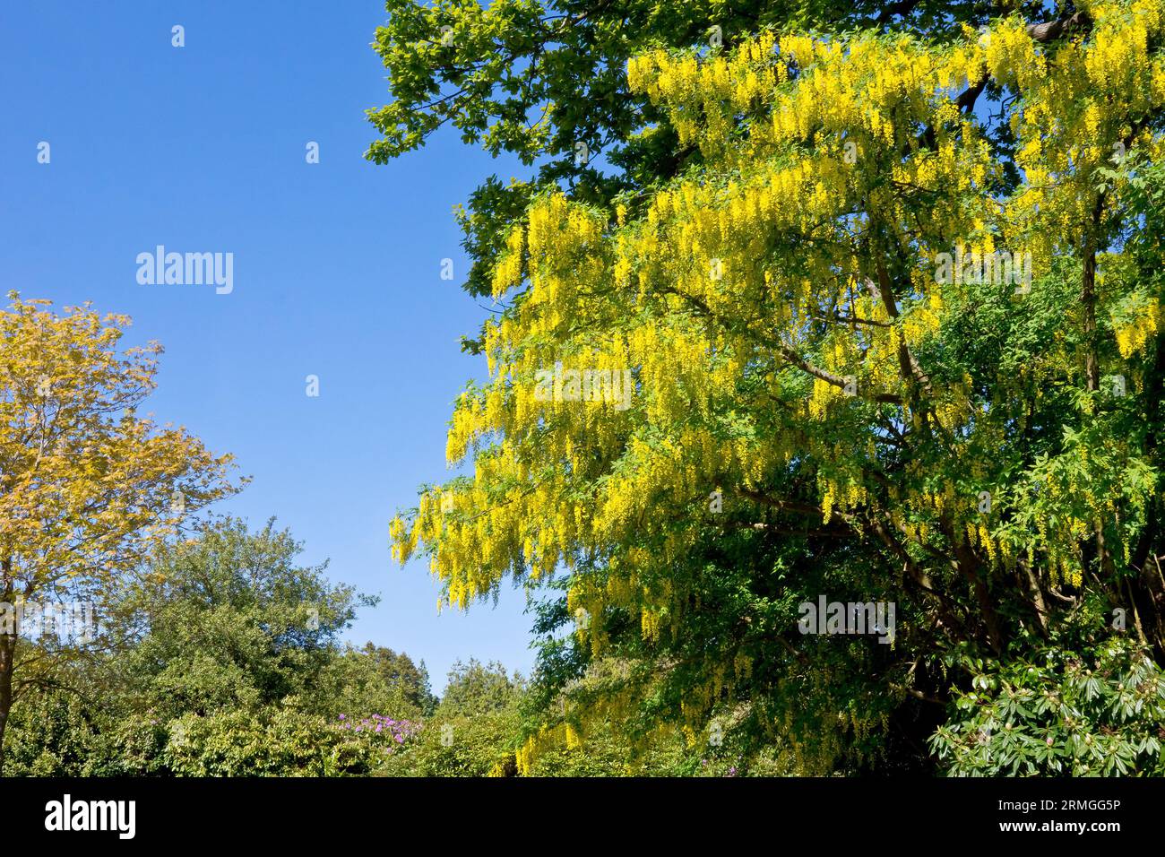 Laburnum (laburnum anagyroides), une vue large de l'arbre couramment planté en pleine fleur, photographié par une journée ensoleillée contre un ciel bleu. Banque D'Images