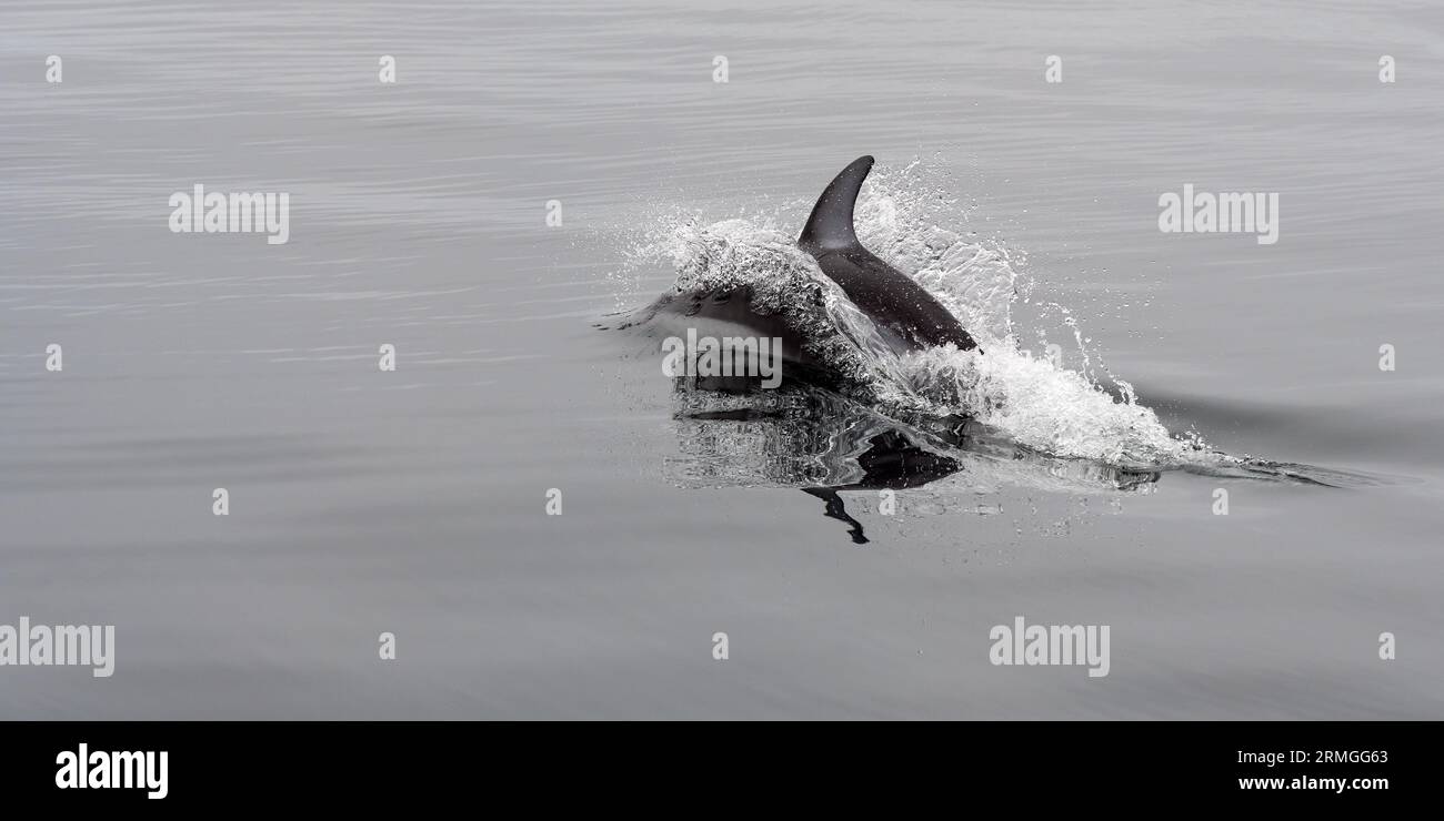 Panorama du dauphin blanc du Pacifique (Lagenorhynchus obliquidens) avec espace de copie, Telegraph Cove, île de Vancouver, Colombie-Britannique, Canada. Banque D'Images