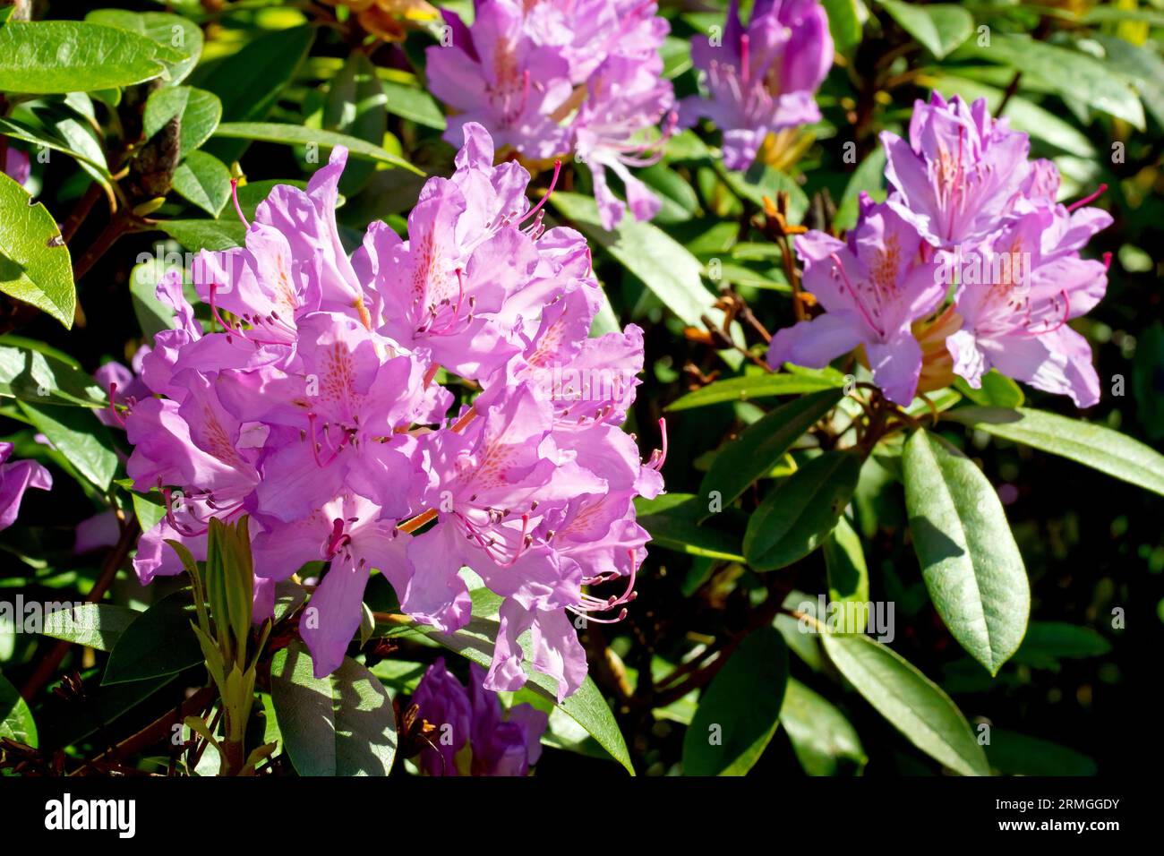 Rhododendron (rhododendron ponticum), gros plan des grandes fleurs violettes de la variété sauvage de l'arbuste commun. Banque D'Images