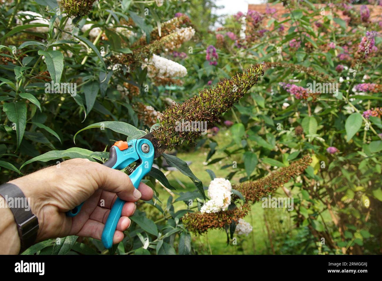 Taille. Buisson papillon, lilas d'été (Buddleja davidii). Coupez les grappes fanées de gousses vertes avec un sécateur pour de nouvelles fleurs. Jardin hollandais. Banque D'Images