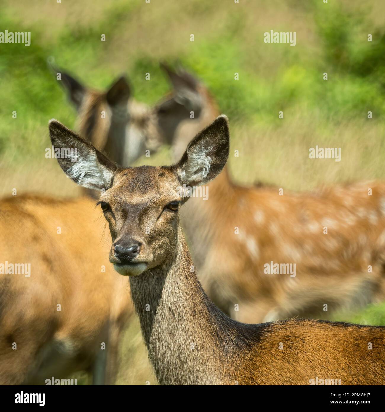 Groupe de cerfs rouges (Cervus elaphus) avec lentille miroir bokeh, Bradgate Park, Charnwood Forest, Leicestershire, Angleterre, ROYAUME-UNI Banque D'Images