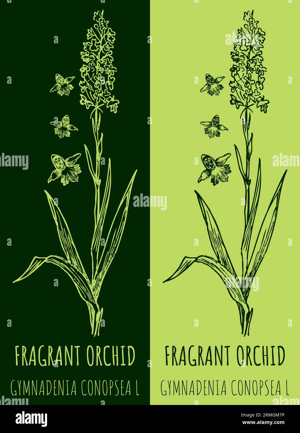Dessin vectoriel ORCHIDÉE PARFUMÉE. Illustration dessinée à la main. Le nom latin est GYMNADENIA CONOPSEA L. Banque D'Images
