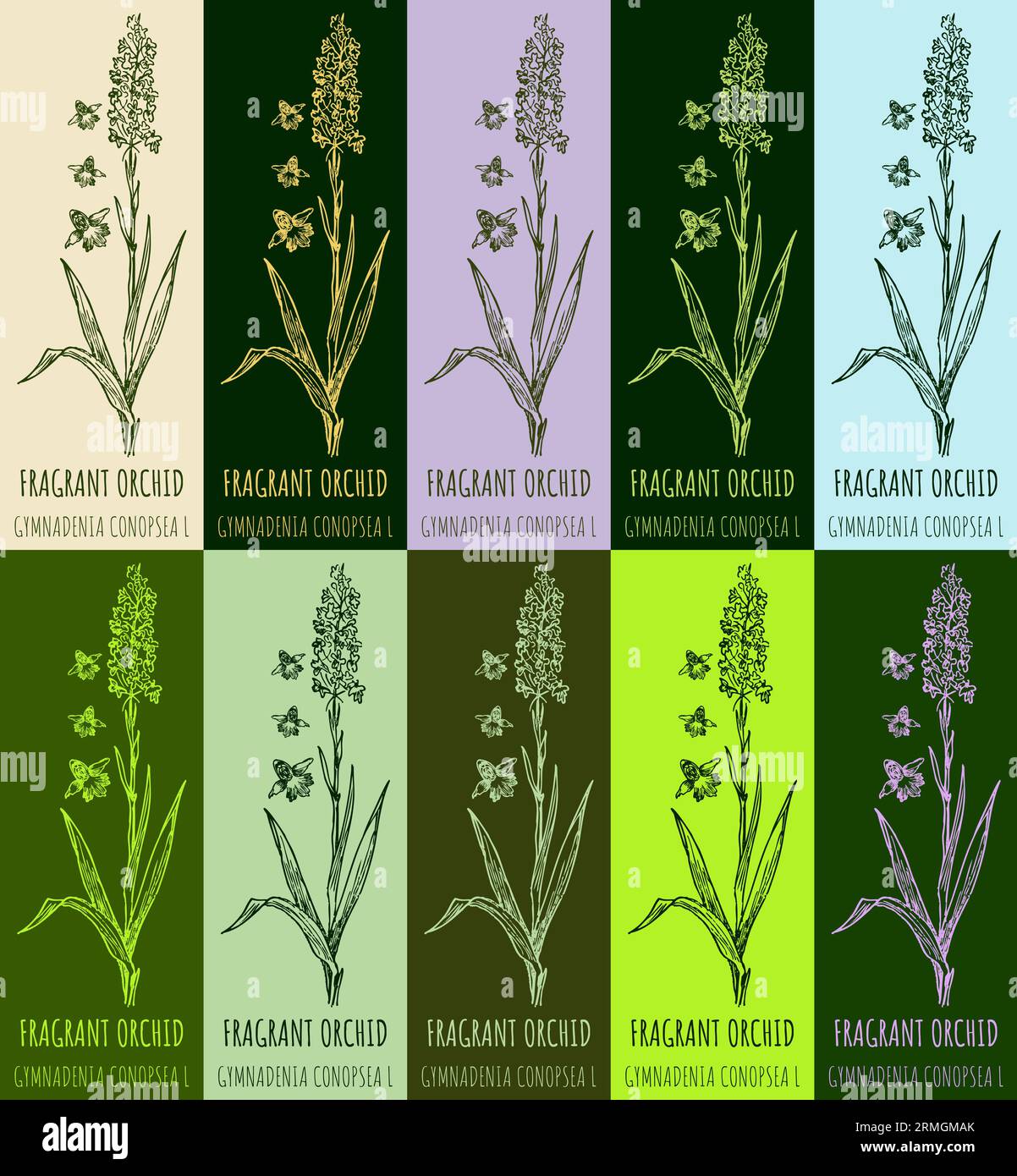 Ensemble de dessin vectoriel ORCHIDÉE PARFUMÉE en différentes couleurs. Illustration dessinée à la main. Le nom latin est GYMNADENIA CONOPSEA L. Banque D'Images