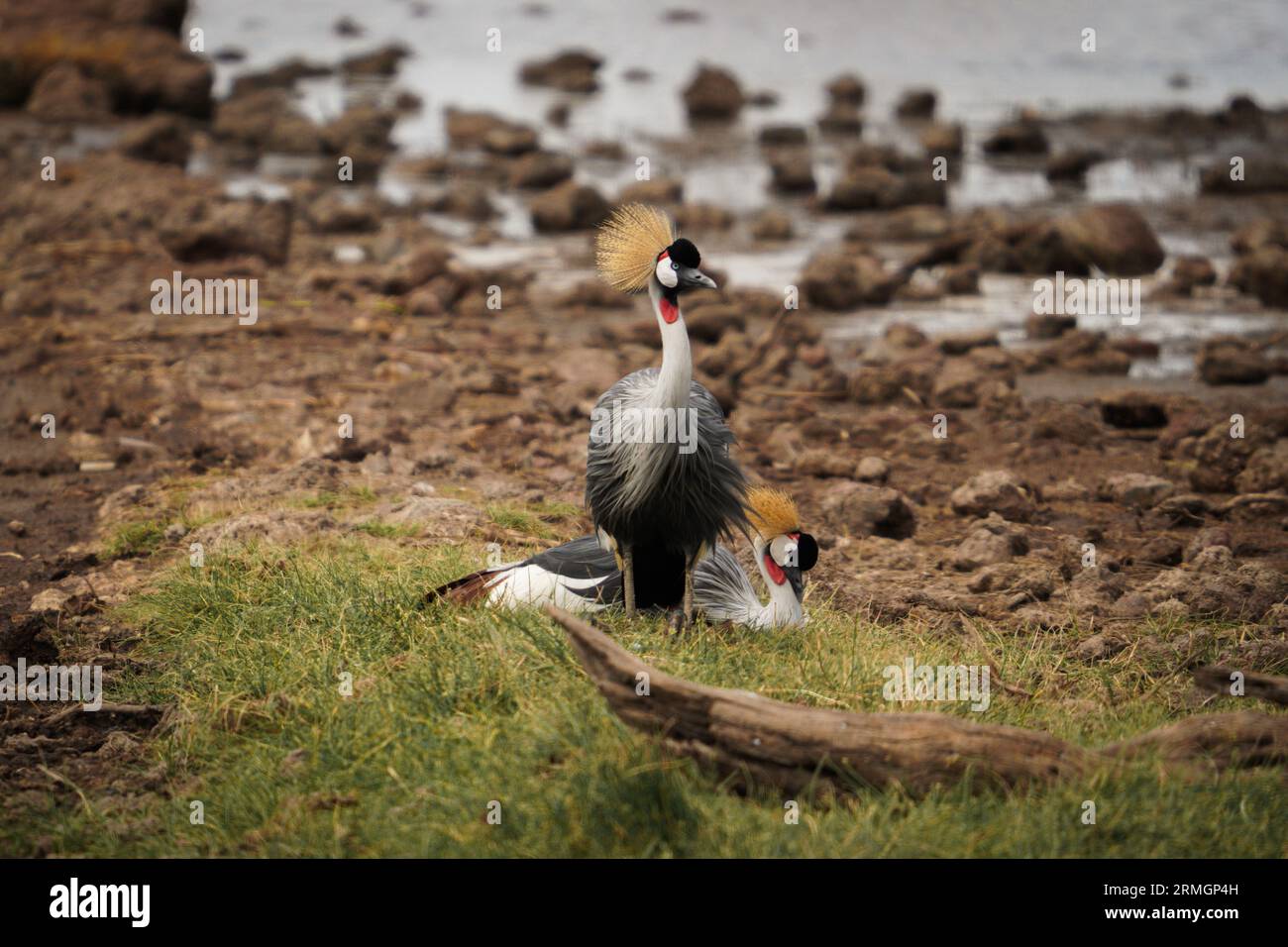 Incroyable Safari dans le lac Manyara, Tanzanie Banque D'Images