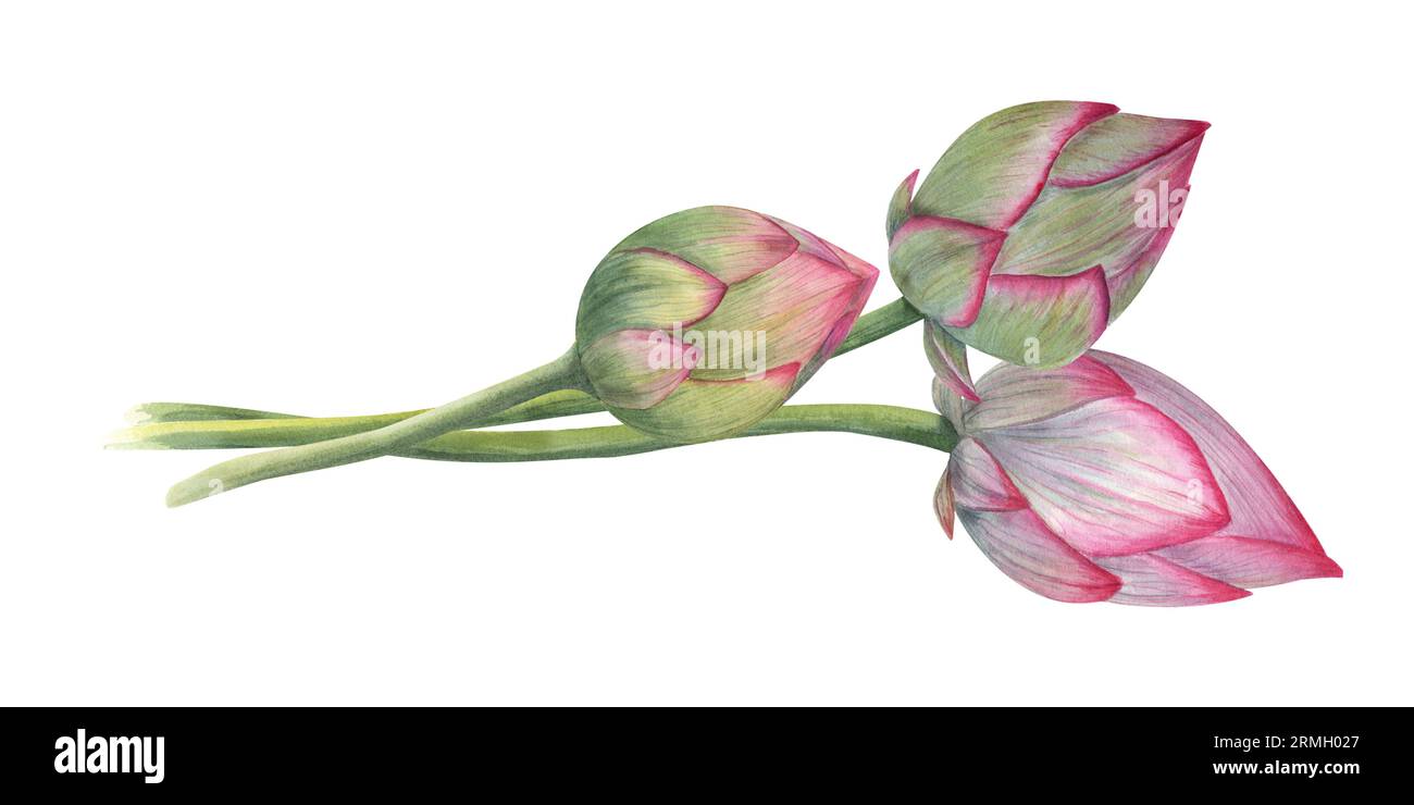 Lotus Buds. Composition de nénuphars roses. Trois fleurs. Illustration aquarelle isolée sur fond blanc. Composition dessinée à la main pour affiche Banque D'Images