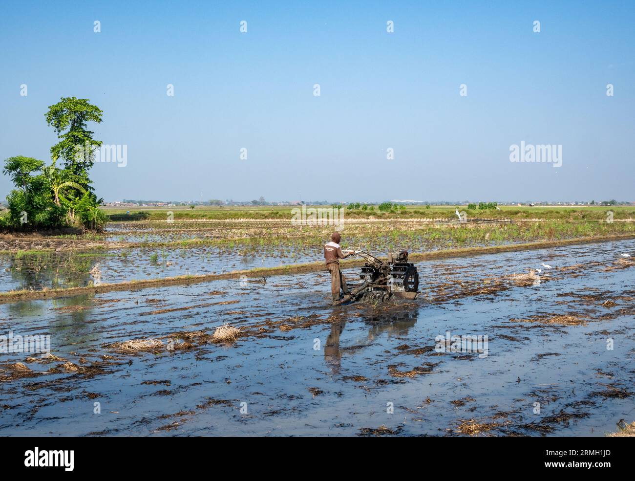 Un homme qui manipule une machine dans un champ de riz. Java, Indonésie. Banque D'Images