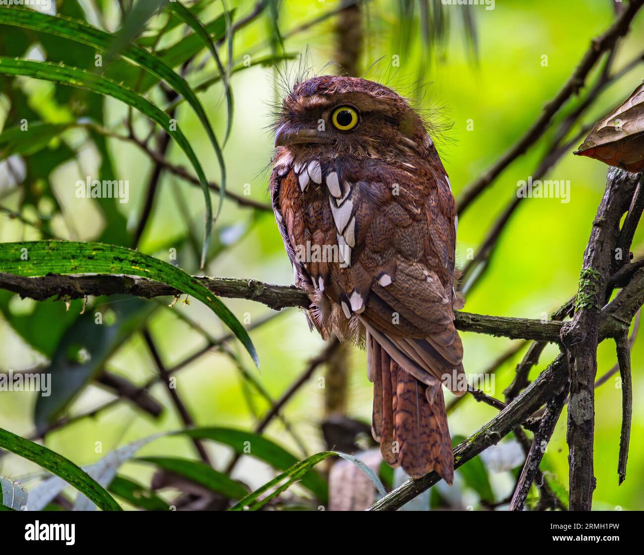 Une gueule de Sumatra (Batrachostomus poliolophus) perchée sur une branche dans la forêt. Sumatra, Indonésie. Banque D'Images Une gueule de Sumatra (Batrachostomus poliolophus) perchée sur une branche dans la forêt. Sumatra, Indonésie. Banque D'Images