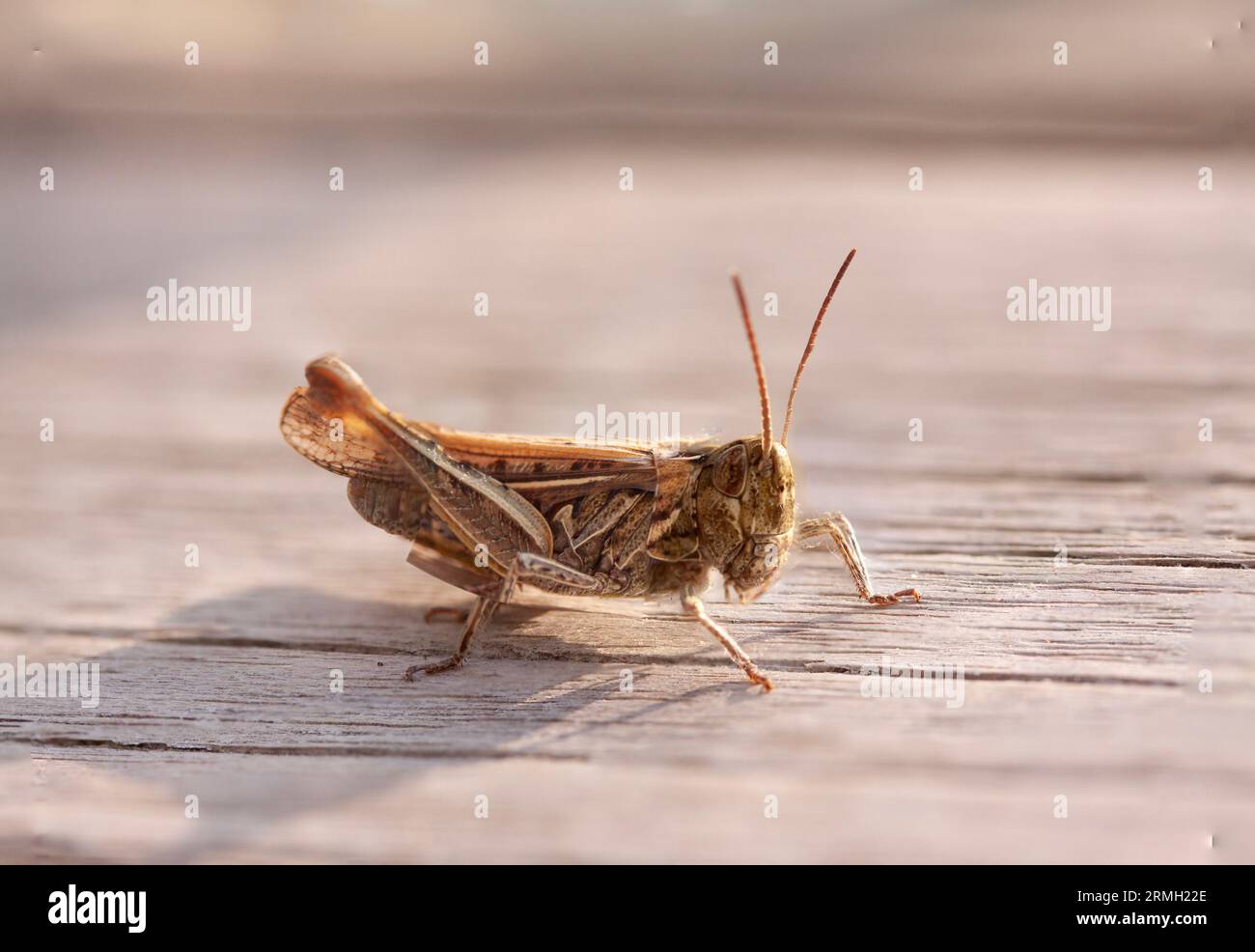 Sauterelle sur surface en bois. Gros plan macro. Banque D'Images