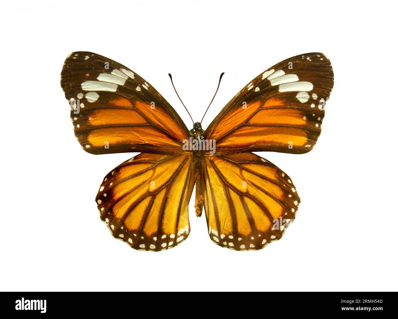 Papillon monarque orange (Danaus plexippus) isolé sur fond blanc. Objet avec masque. Papillon de l'amande laitière (sous-famille des Danainae) dans la fa Banque D'Images