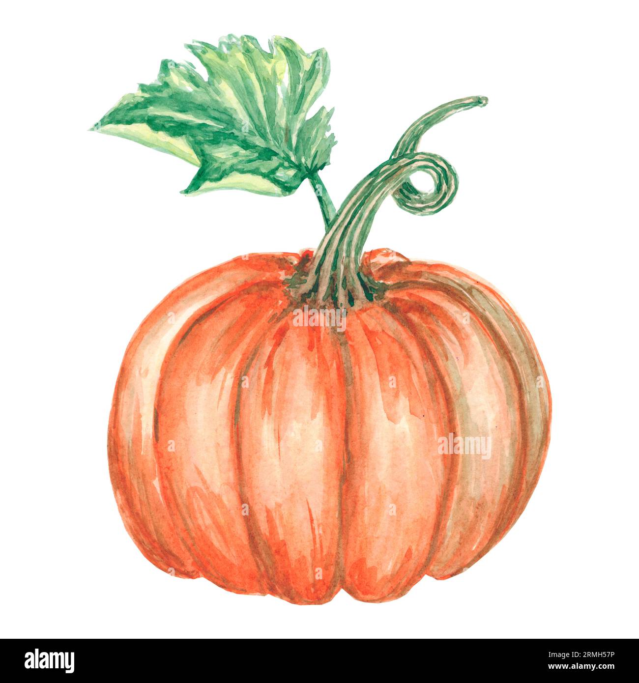 Illustration isolée de citrouille aquarelle sur fond blanc. Légume orange d'automne pour logo, menu, affiche, motif. Art pour le design. Manger sainement Banque D'Images