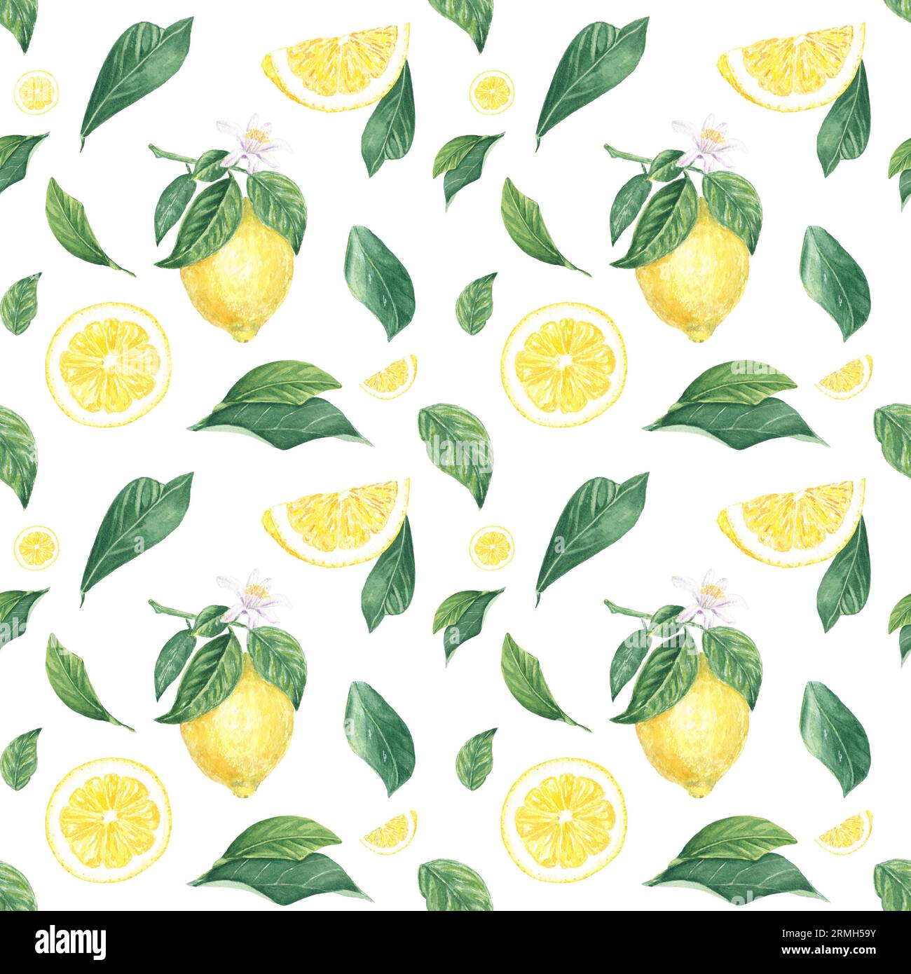 Aquarelle sans couture motif citron, tranches, fleur, feuilles sur fond blanc, peint à la main dans le style botanique, pour les vacances, mariage, conception alimentaire Banque D'Images Aquarelle sans couture motif citron, tranches, fleur, feuilles sur fond blanc, peint à la main dans le style botanique, pour les vacances, mariage, conception alimentaire Banque D'Images