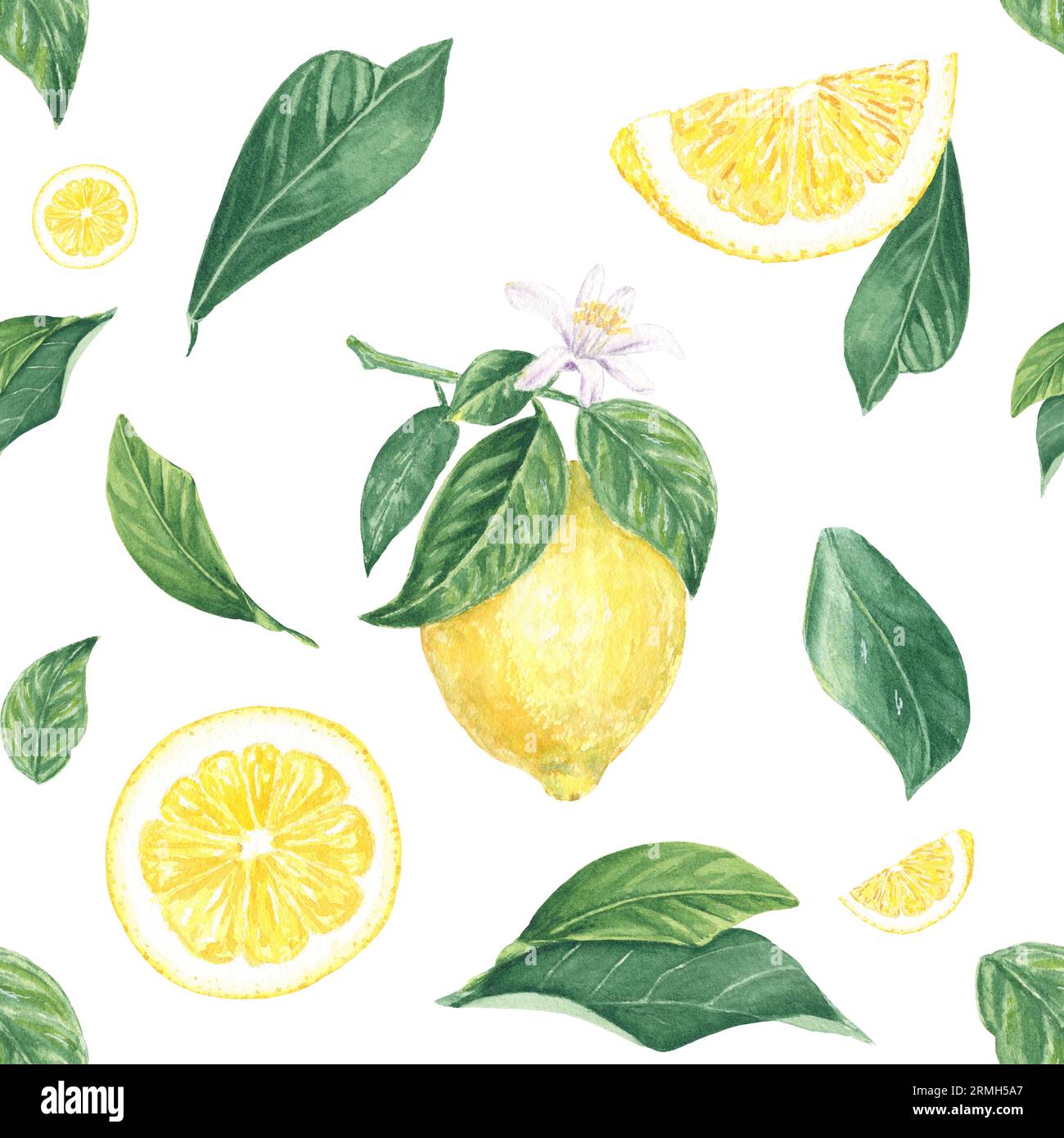 Aquarelle sans couture motif citron, tranches, fleur, feuilles sur fond blanc, peint à la main dans le style botanique, pour les vacances, mariage, conception alimentaire Banque D'Images Aquarelle sans couture motif citron, tranches, fleur, feuilles sur fond blanc, peint à la main dans le style botanique, pour les vacances, mariage, conception alimentaire Banque D'Images