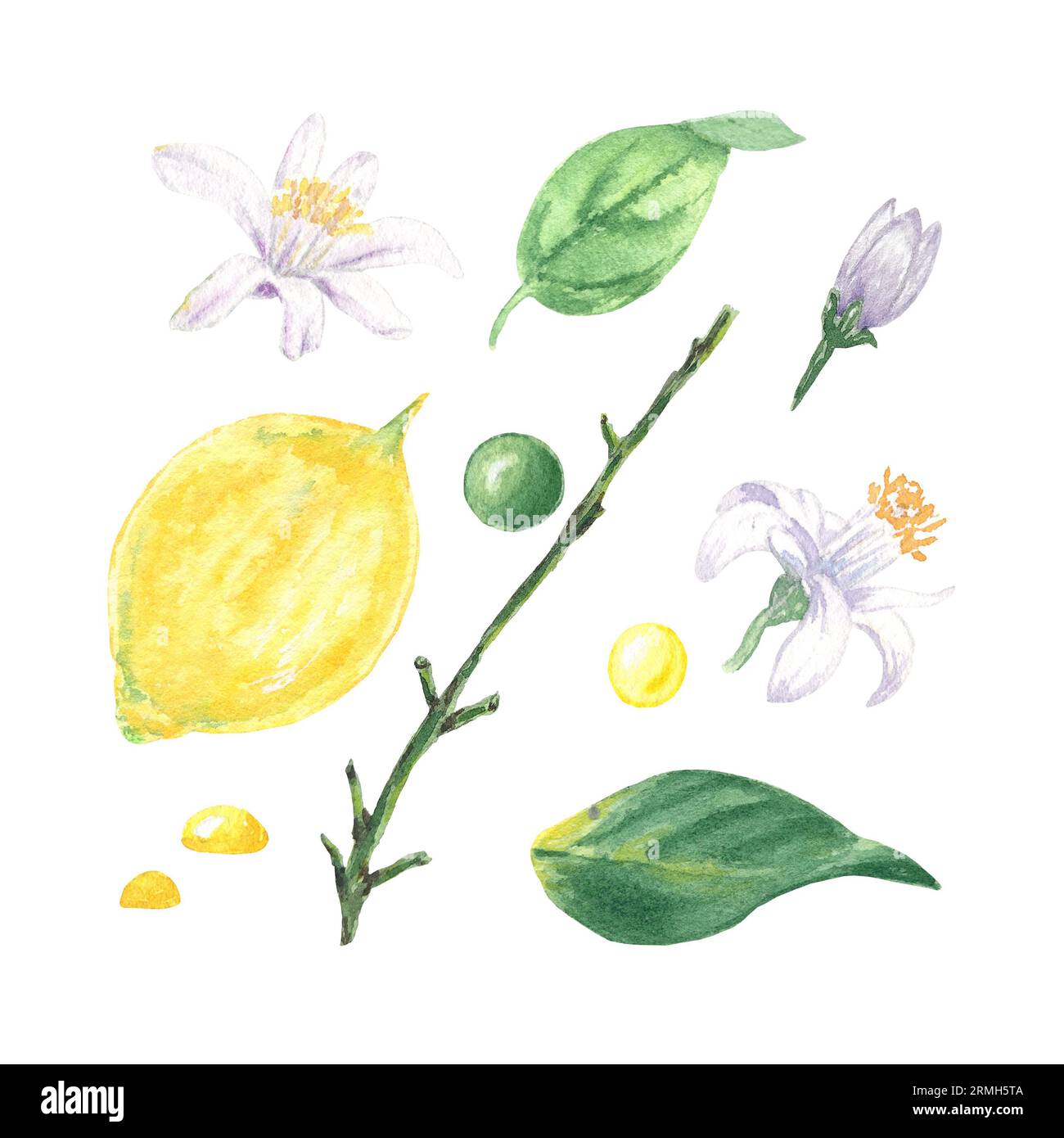 Set aquarelle de citrons, feuilles et fleurs, peint à la main dans le style botanique, pour l'utilisation en vacances, mariage, et la conception de nourriture. Clipart agrumes tropical Banque D'Images Set aquarelle de citrons, feuilles et fleurs, peint à la main dans le style botanique, pour l'utilisation en vacances, mariage, et la conception de nourriture. Clipart agrumes tropical Banque D'Images