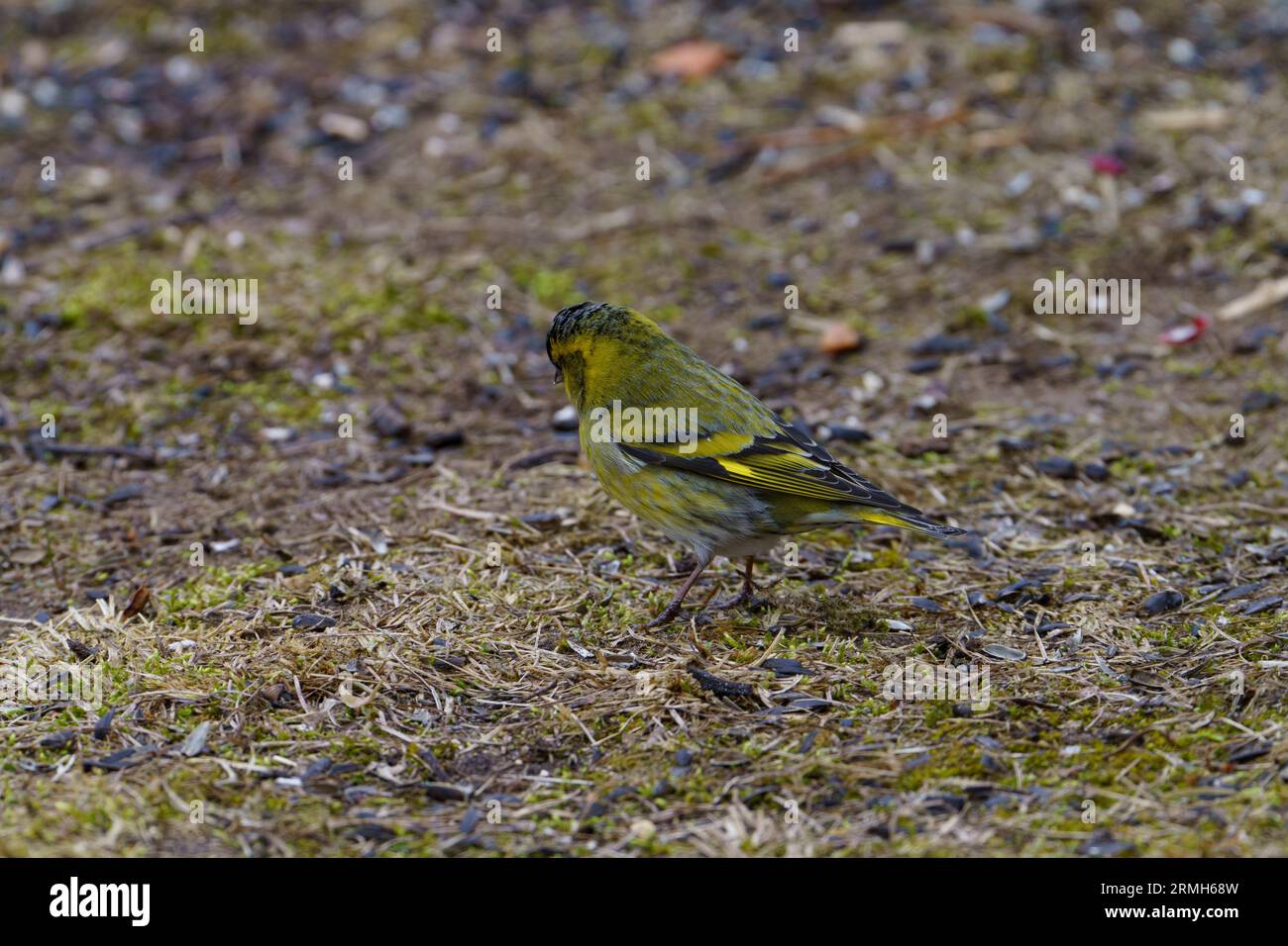Spinus spinus Eurasian Siskin wold photographie d'oiseaux de nature, image, papier peint Banque D'Images