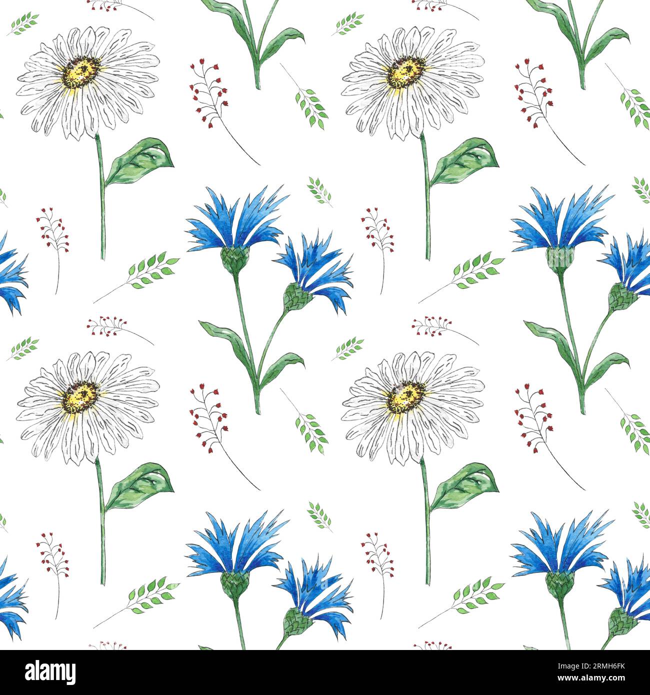 Modèle sans couture aquarelle avec des fleurs sauvages de bleuet sur fond blanc, illustration peinte à la main dans le style botanique, tissu d'impression, papier peint Banque D'Images