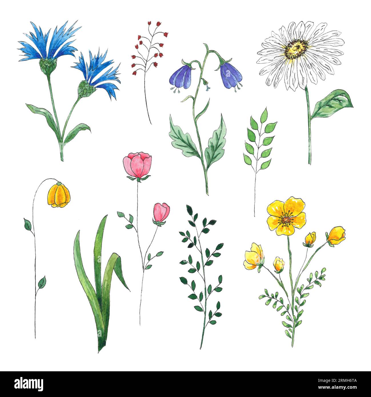 Clipart aquarelle de fleurs sauvages dessinées à la main pour une utilisation dans le mariage, les vacances et la conception décorative. Illustrations isolées sur fond blanc. Design artistique Banque D'Images