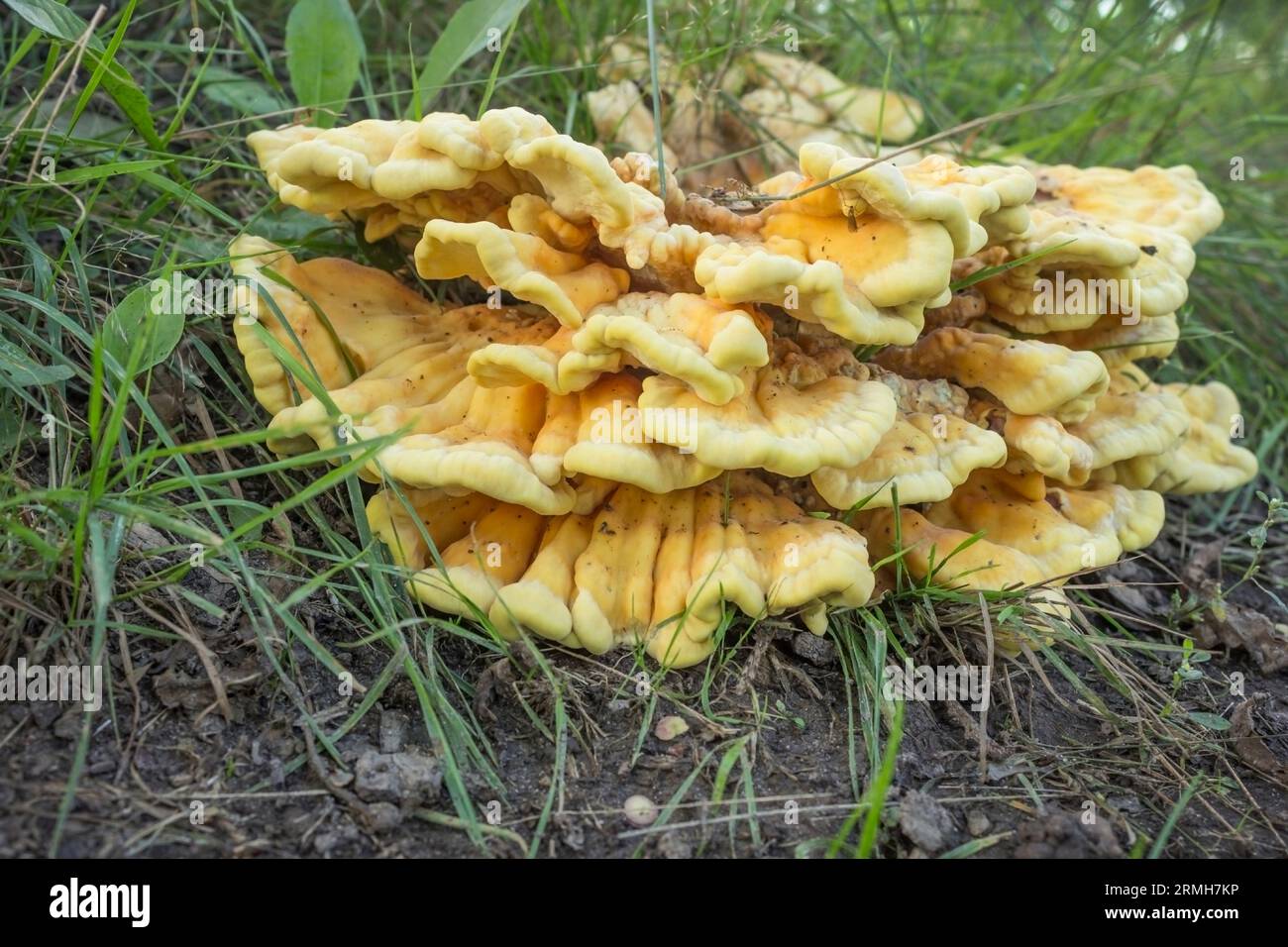 Polypore jaune soufre (lat. Laetiporus sulphureus) sur la pourriture gauche du moignon. Août Banque D'Images