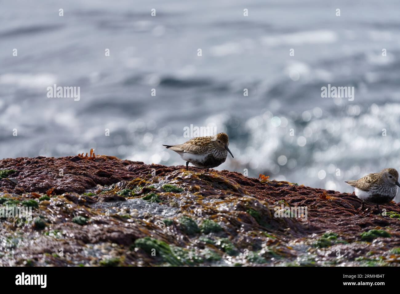 Calidris alpina famille Scolopacidae genre Calidris Dunlin oiseau sur le bord de mer dans le nord de l'Islande Banque D'Images