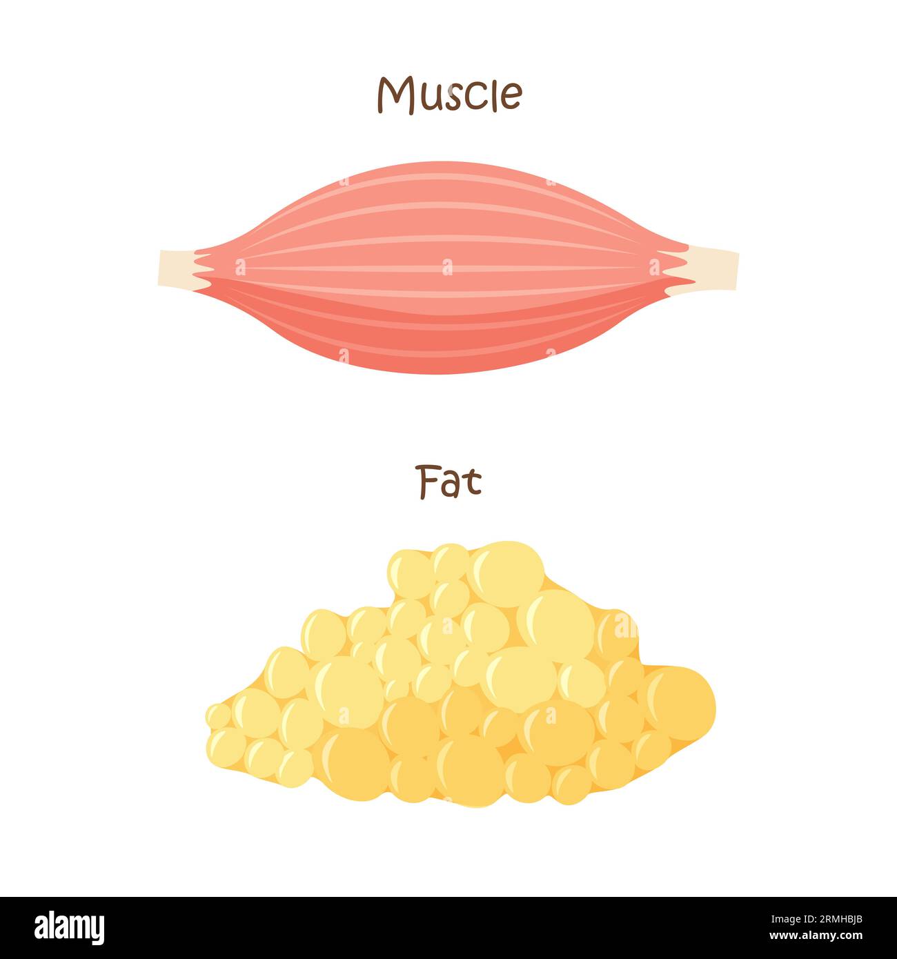 Icône muscle et tissu adipeux. Prise de masse musculaire, perte de poids, régime alimentaire. Illustration vectorielle dans le style plat tendance isolé sur fond blanc. Illustration de Vecteur