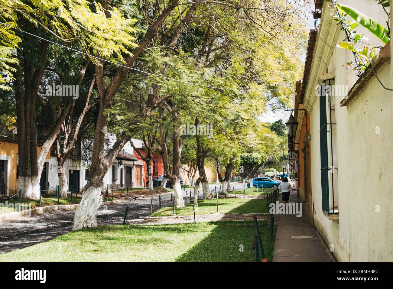 Une rue bordée d'arbres à Antigua, Guatemala Banque D'Images