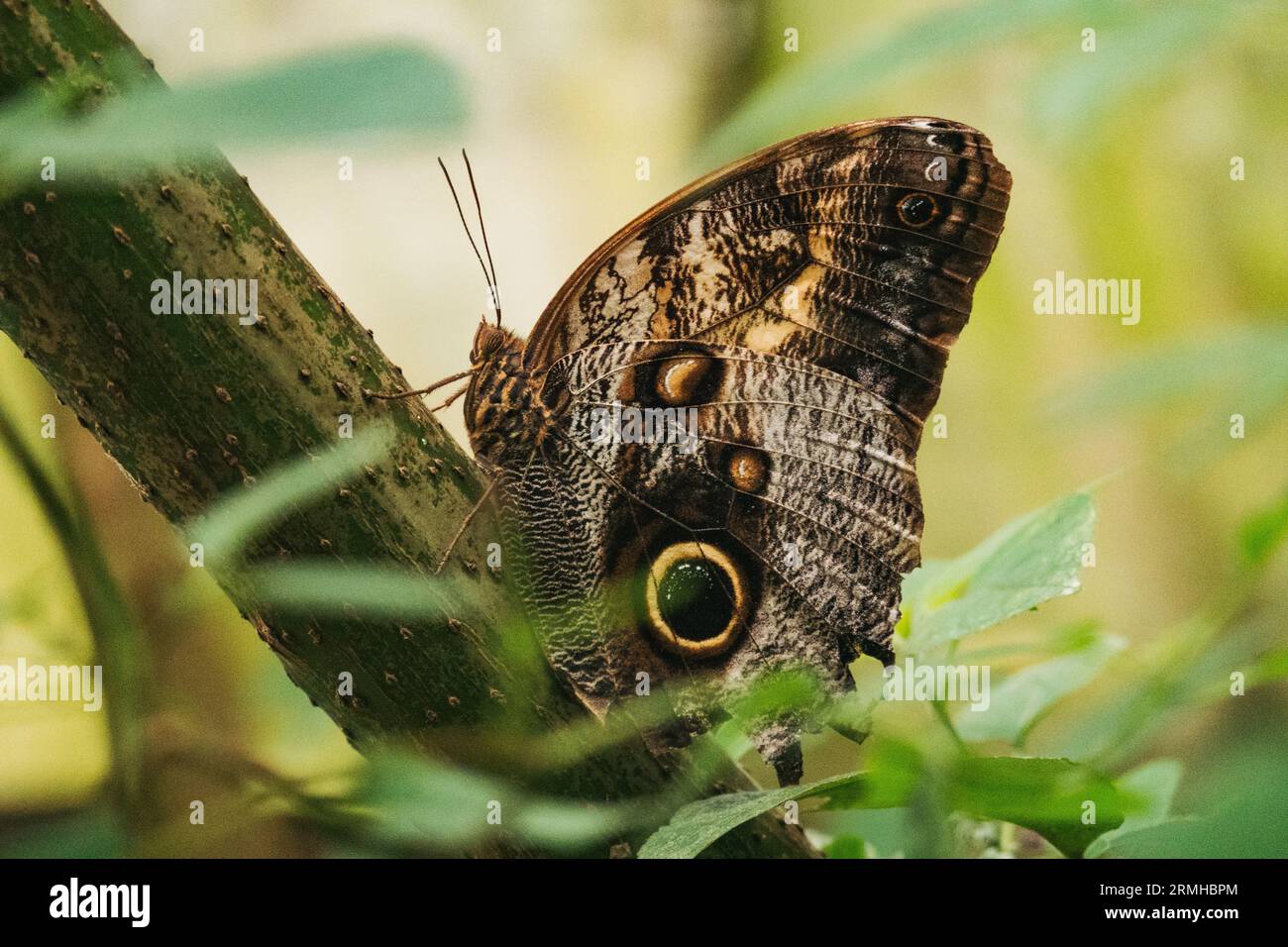 Un papillon hibou dans un sanctuaire de la réserve naturelle de Atitlán, une réserve naturelle à Panajachel, Guatemala Banque D'Images