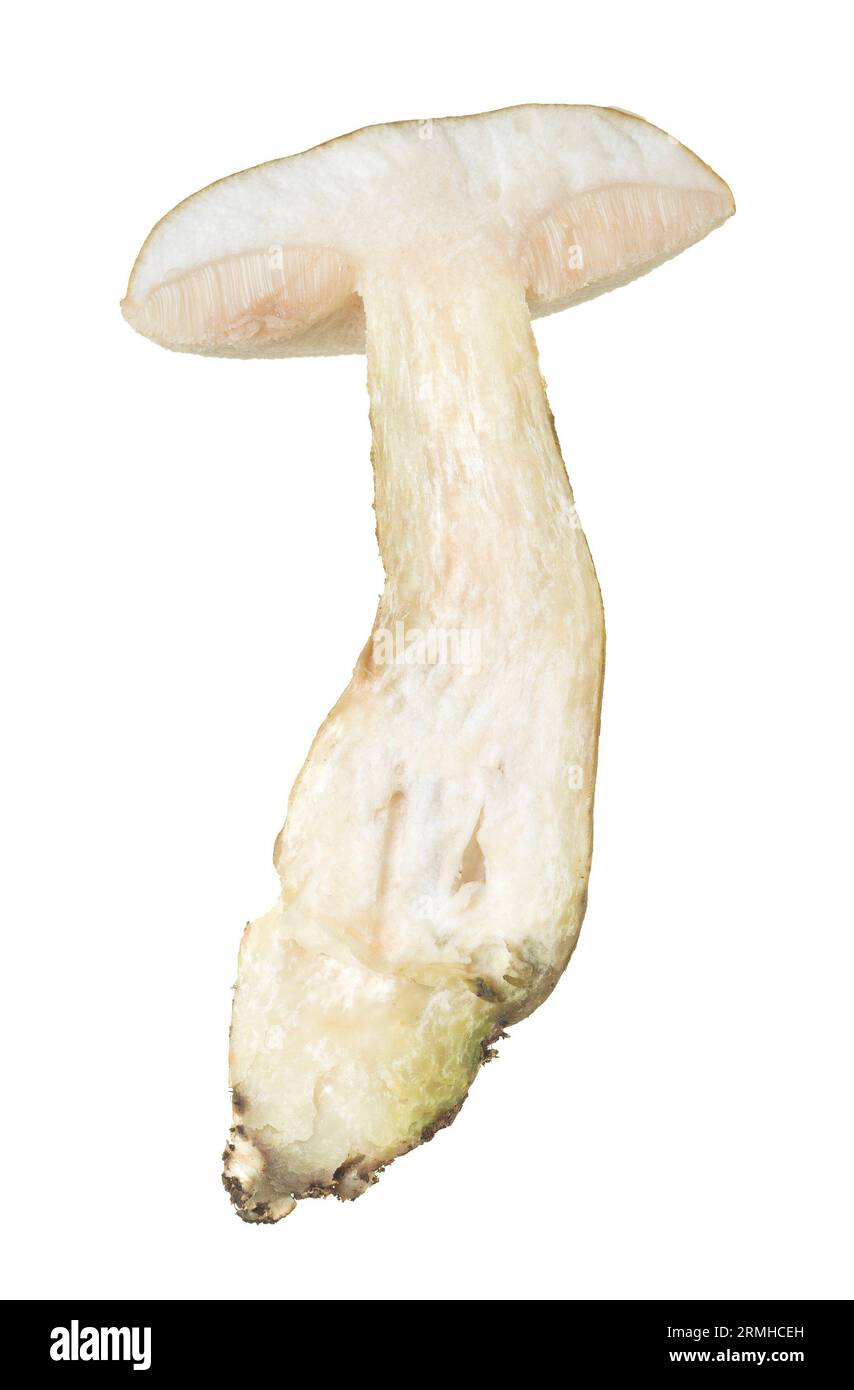 Bolète amer divisé en deux, Tylopilus felleus isolé sur fond blanc. Ce champignon a un goût amer et est considéré comme non comestible Banque D'Images