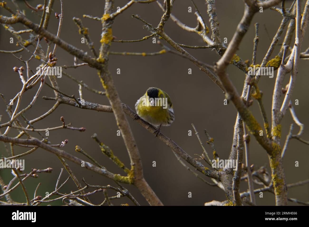 Spinus spinus Eurasian Siskin wold photographie d'oiseaux de nature, image, papier peint Banque D'Images