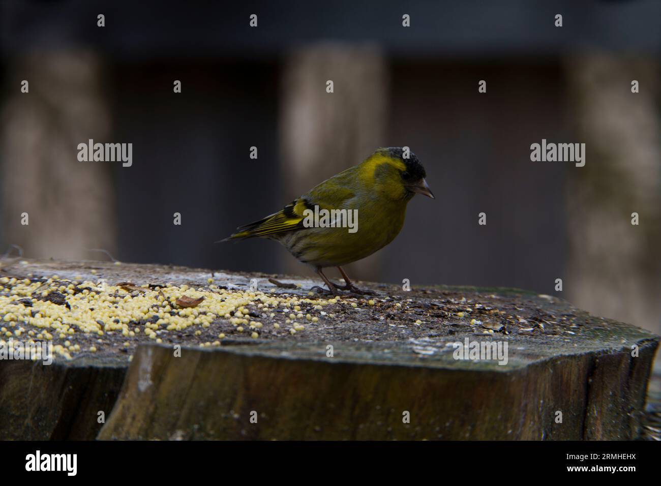 Spinus spinus Eurasian Siskin wold photographie d'oiseaux de nature, image, papier peint Banque D'Images