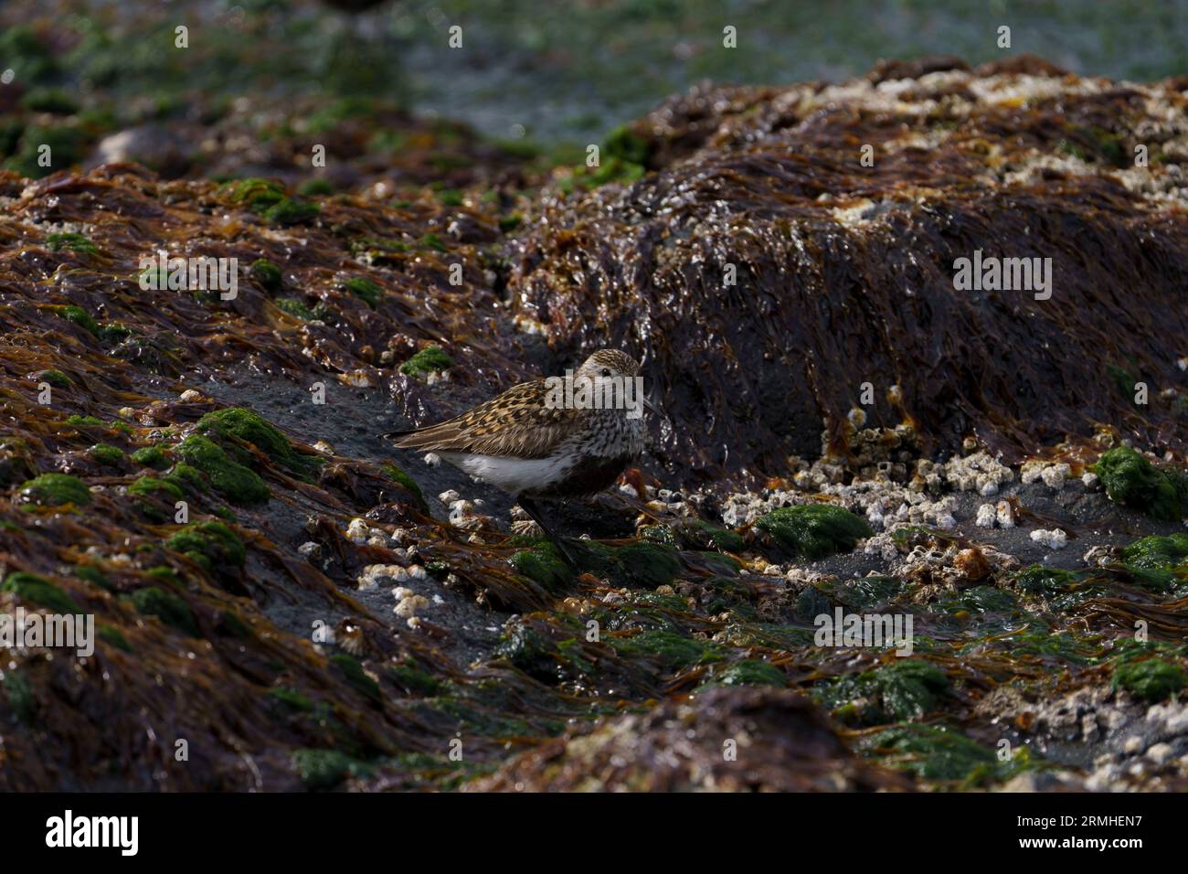 Calidris alpina famille Scolopacidae genre Calidris Dunlin oiseau sur le bord de mer dans le nord de l'Islande Banque D'Images