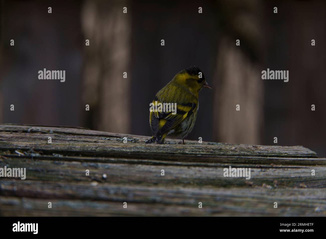 Spinus spinus Eurasian Siskin wold photographie d'oiseaux de nature, image, papier peint Banque D'Images
