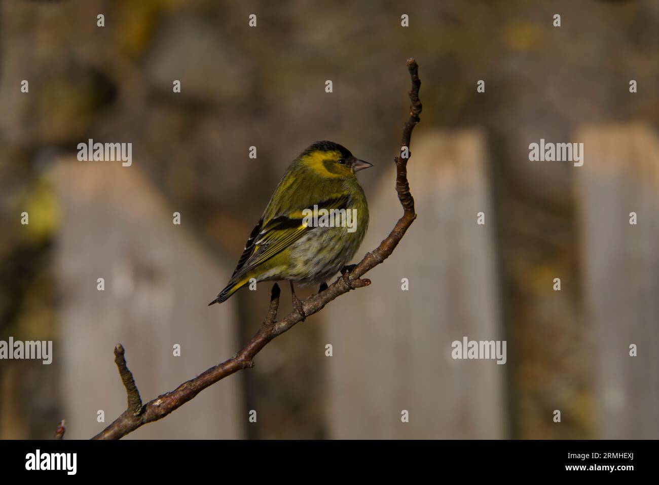 Spinus spinus Eurasian Siskin wold photographie d'oiseaux de nature, image, papier peint Banque D'Images
