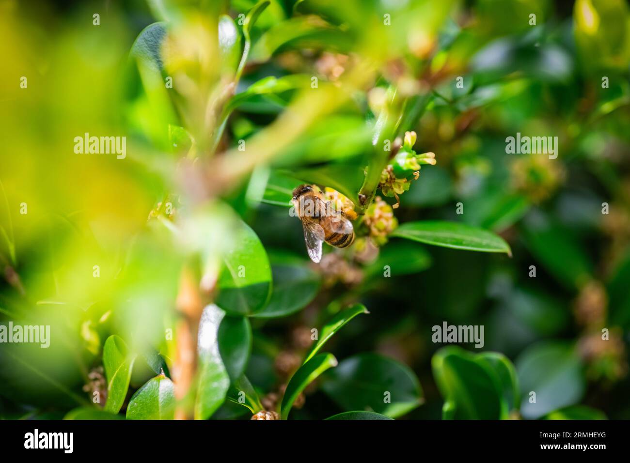Abeille à miel avec panier à pollen jaune collectant le pollen de petites fleurs minuscules Banque D'Images